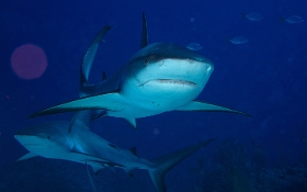 MediaEarth - Bahamas 2017 - DSC02424_rc - Caribbean reef shark - Requin gris des caraibes - Carcharhinus perezi